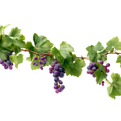 Grapevines Isolated on White Background for Creative Designs and Projects