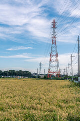 収穫期の田圃風景