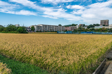 収穫期の神奈川県の田圃風景