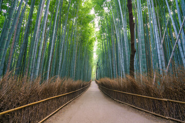 Bamboo forest in Arashiyama near Kyoto.Japan