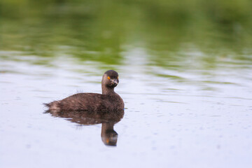 Least Grebe (Tachybaptus dominicus) swimming peacefully on a pond in French Guiana.