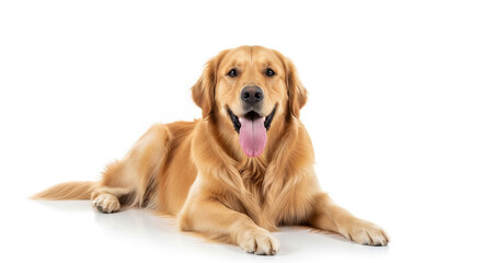 Joyful Golden Retriever dog with happy expression, panting and looking directly at camera in a clean studio setting