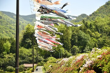 カラフルで沢山吊るされ風に泳ぐ鯉のぼり　島根県　津和野