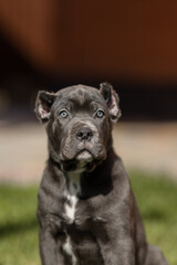 Fototapeta premium Italian cane Corso puppy 