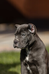 Italian cane Corso puppy	