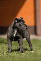 Italian cane Corso puppy	
