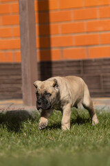 Italian cane Corso puppy	