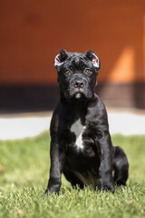 Fototapeta premium Italian cane Corso puppy 