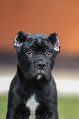 Fototapeta premium Italian cane Corso puppy 