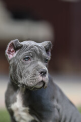 Fototapeta premium Italian cane Corso puppy 