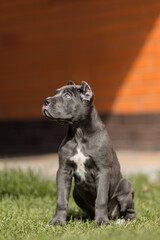 Fototapeta premium Italian cane Corso puppy 