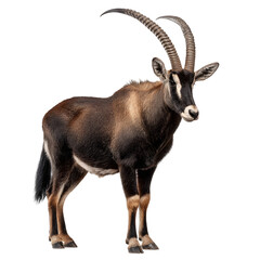Fototapeta premium Majestic Sable Antelope on Transparent Background for Isolation
