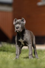 Italian cane Corso puppy	