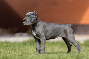 Fototapeta premium Italian cane Corso puppy 