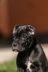 Fototapeta premium Italian cane Corso puppy 