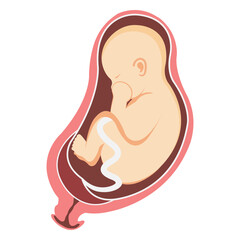 Pregnancy. Fetal growth.  ultrasound, fetal development. Fetal growth from fertilization to birth, ffetaldevelopment. Embryo development. Baby fetus.