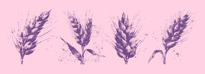 Vintage wheat ear illustrations, botanical ink drawings of rustic cereal spikes with grunge texture for organic, harvest, and bakery themes.
