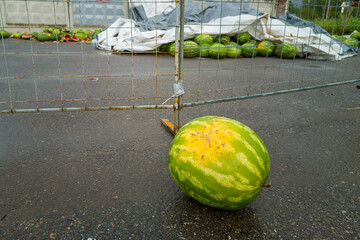 Watermelon is laying on the ground in front of a fence