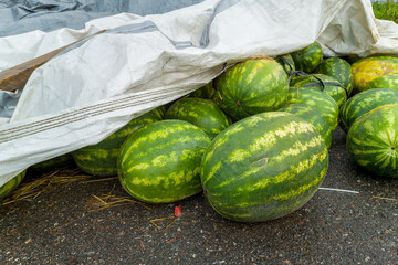 Pile of watermelons are covered in plastic