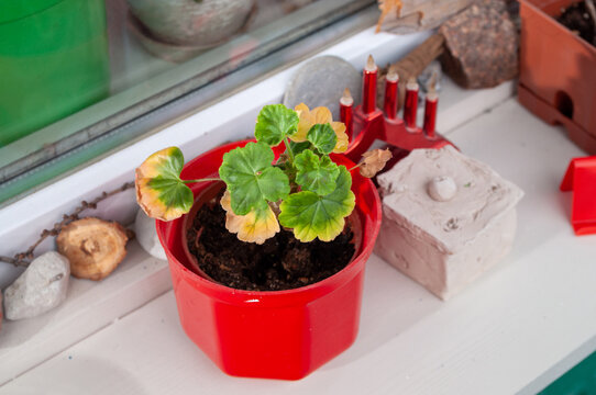 Small plant is in a red pot on a windowsill - Powered by Adobe
