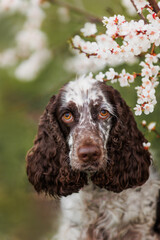 English Springer spaniel in spring in flowers
