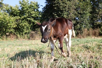 Beautiful calf grazing on grass in countryside