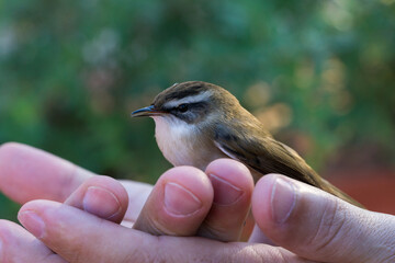 Small bird Moustached Warbler (Acrocephalus melanopogon) with brown and white plumage perches calmly on person’s open palm, showing trust and close-up view of its slender beak and dark eyes