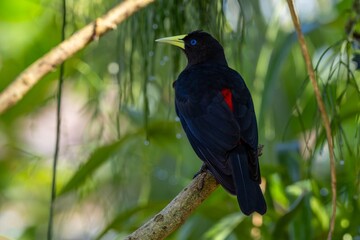 Red-rumped cacique ( Cacicus haemorrhous)