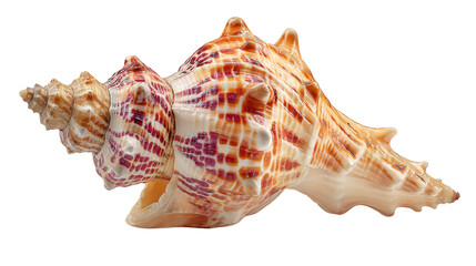 Cone shell background isolated on a Transparent background, PNG file.