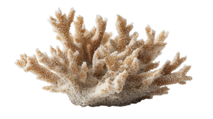 Coral sand fragment background isolated on a Transparent background, PNG file.