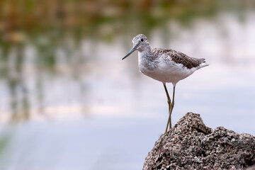 Common Greenshank (Tringa nebularia) perched on a rock by the water, observed in its natural habitat.
