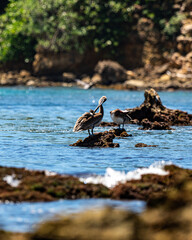 Pelican Cerro Gordo Beach. Vega Alta, Puerto Rico