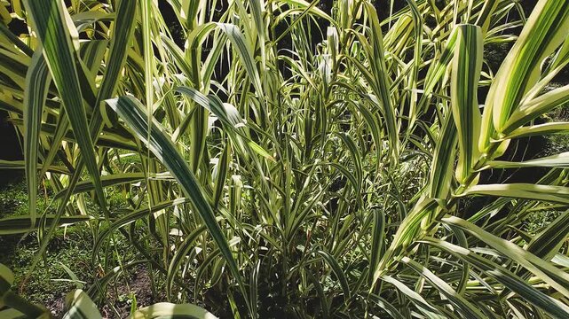 Branches and leaves of the reed Arundo donax.