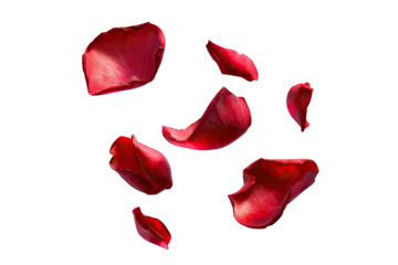 Isolated red rose petals scattered on a black background. High contrast, vibrant colors