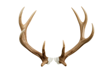Pair of elk antlers with white bases on black background isolated on a transparent background