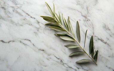 A fresh olive branch with green leaves laid on a white marble surface with grey veins, offering natural elegance and copy space