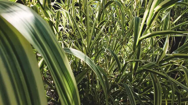Branches and leaves of the reed Arundo donax.