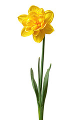 Fototapeta premium A radiant, fully bloomed yellow daffodil gracefully stands tall against a stark black backdrop