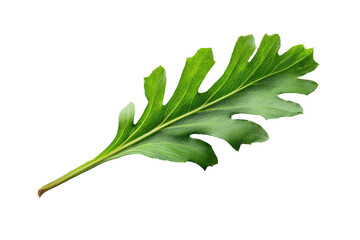 Isolated vibrant green leaf with intricate edge detail, angled against a stark black background