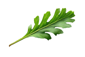 Isolated vibrant green leaf with intricate edge detail, angled against a stark black background
