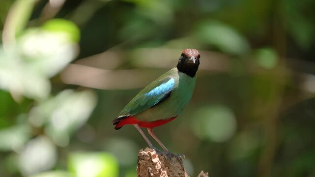 Western Hooded Pitta (Pitta sordida ) bird perching on stump.Bird watching in natural habitats in the forest.