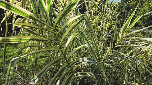 Branches and leaves of the reed Arundo donax.