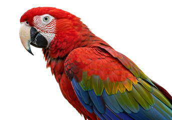 Isolated Scarlet Macaw Parrot Portrait in Natural Color, Elegant Wing Feather Pattern