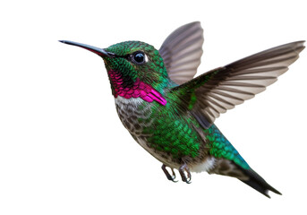 Isolated Magnificent Hummingbird with iridescent plumage, flying, in motion, natural colors
