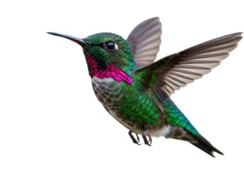 Isolated Magnificent Hummingbird with iridescent plumage, flying, in motion, natural colors