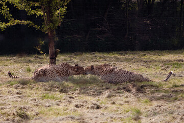 Kissing cheetah in the savannah