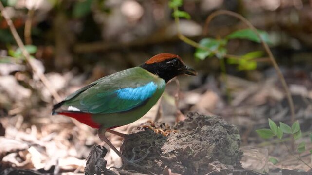 Western Hooded Pitta (Pitta sordida ) bird watching in natural habitats in the forest.
