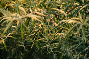 Close-up of oleaster (Elaeagnus), detailed plant shot with natural texture