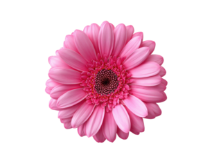 A perfectly isolated, radiant, pink Gerbera daisy, showcasing its intricate petal arrangement
