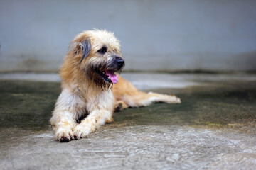 Muttdog, Happiness, relax and dog , pet and cheerful with fur, summer and carefree. A fluffy white-gray dog covers its face.